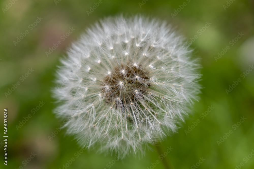 dandelion