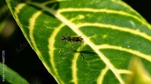 Insect standing on green leaf.