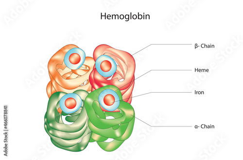 Molecular structure of hemoglobin in erythrocyte photo