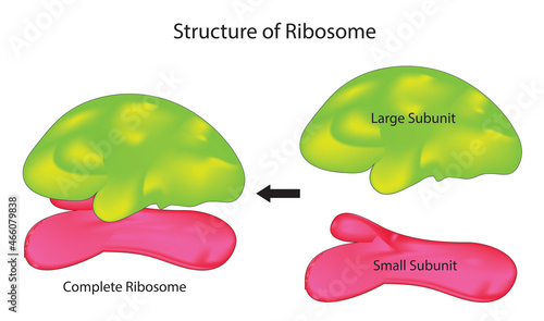 Large and small subunit of the ribosome