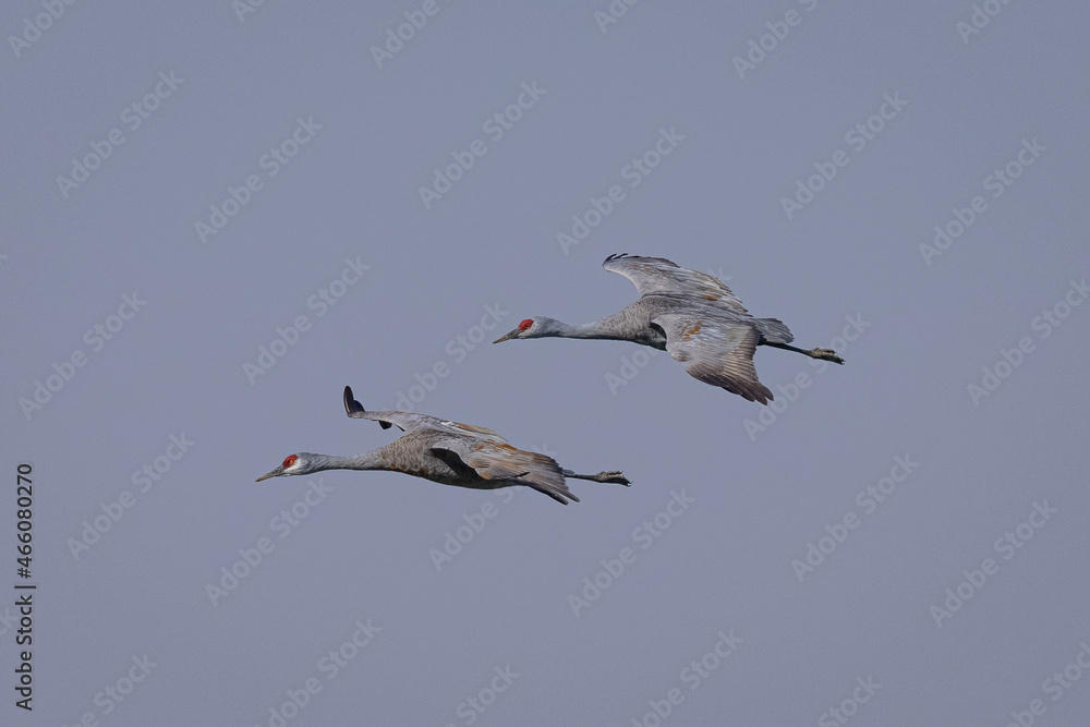 Obraz premium Sandhill cranes flying in beautiful light, seen in the wild in a North California marsh 