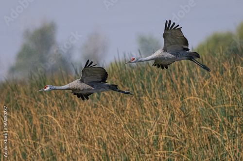 Sandhill cranes flying in beautiful light, seen in the wild in a North California marsh  © ranchorunner