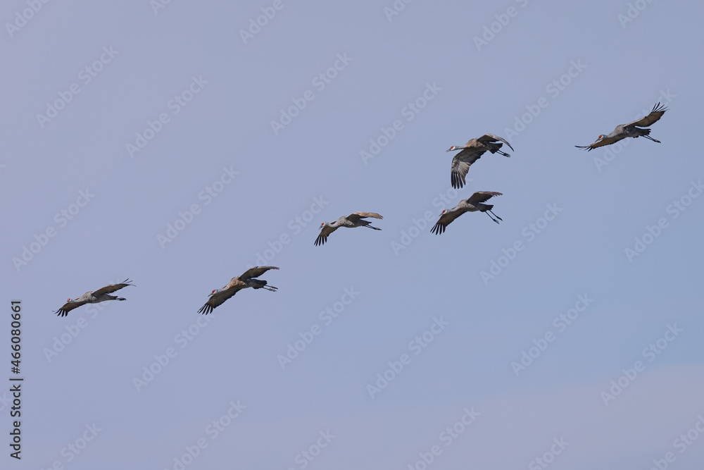 Sandhill cranes flying in beautiful light, seen in the wild in a North California marsh Sandhill cranes flying in beautiful light, seen in the wild in a North California marsh