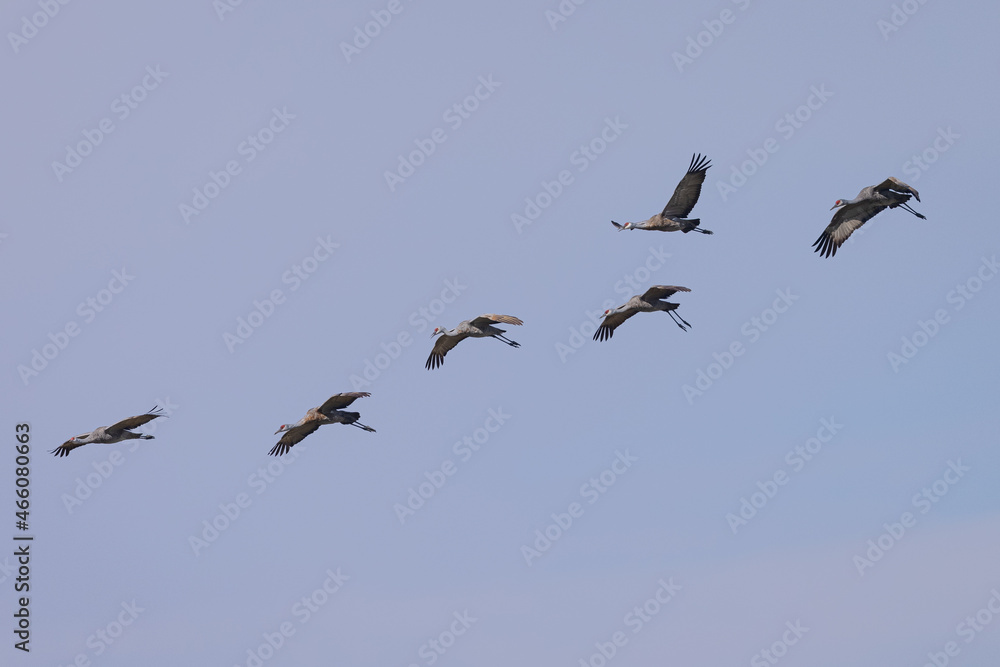 Sandhill cranes flying in beautiful light, seen in the wild in a North California marsh 
