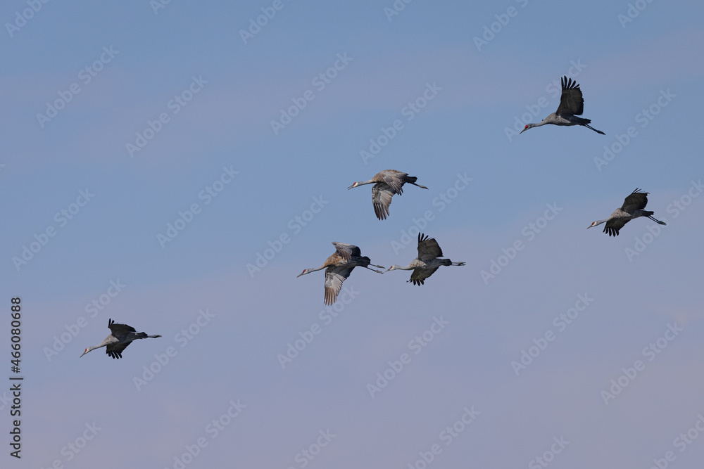 Sandhill cranes flying in beautiful light, seen in the wild in a North California marsh Sandhill cranes flying in beautiful light, seen in the wild in a North California marsh