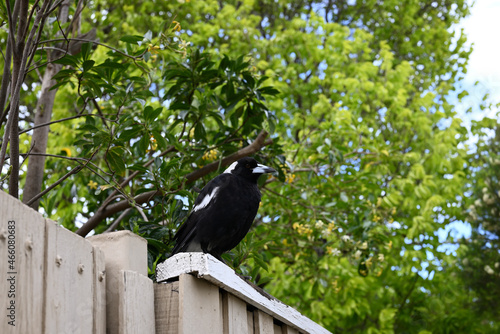Fototapeta Australian magpie calmly perched on a white wooden fence, with leafy green trees