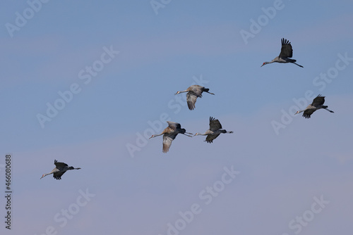 Sandhill cranes flying in beautiful light, seen in the wild in a North California marsh 