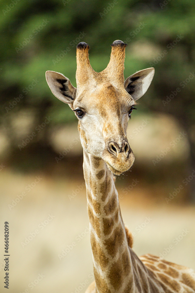 Obraz premium Giraffe drinking water in the Kalahari desert, South Africa