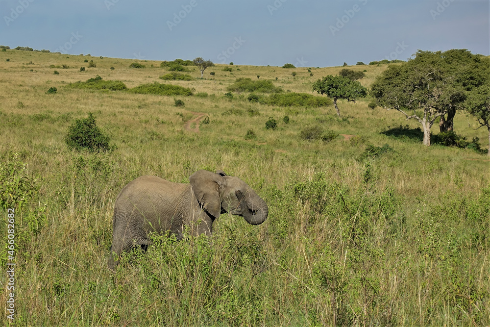 Fototapeta premium A baby elephant walks on the African savannah. There is lush green grass and trees around. The path winds along the hillside. Kenya. Masai Mara Park.