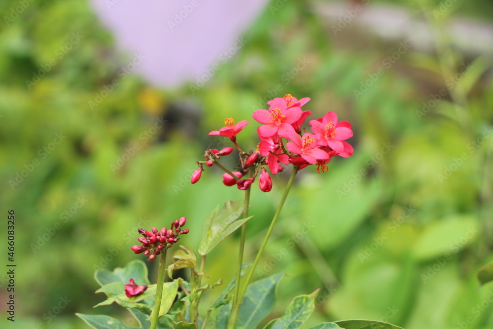 Portrait view of small red flower in garden with blur background Portrait view of small red flower in garden with blur background