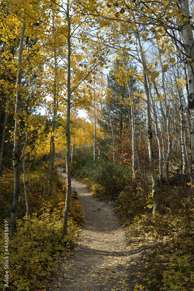 Fototapeta premium coming through the color