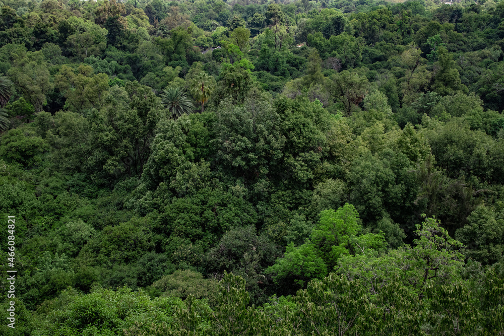 Green Forest Green Forest