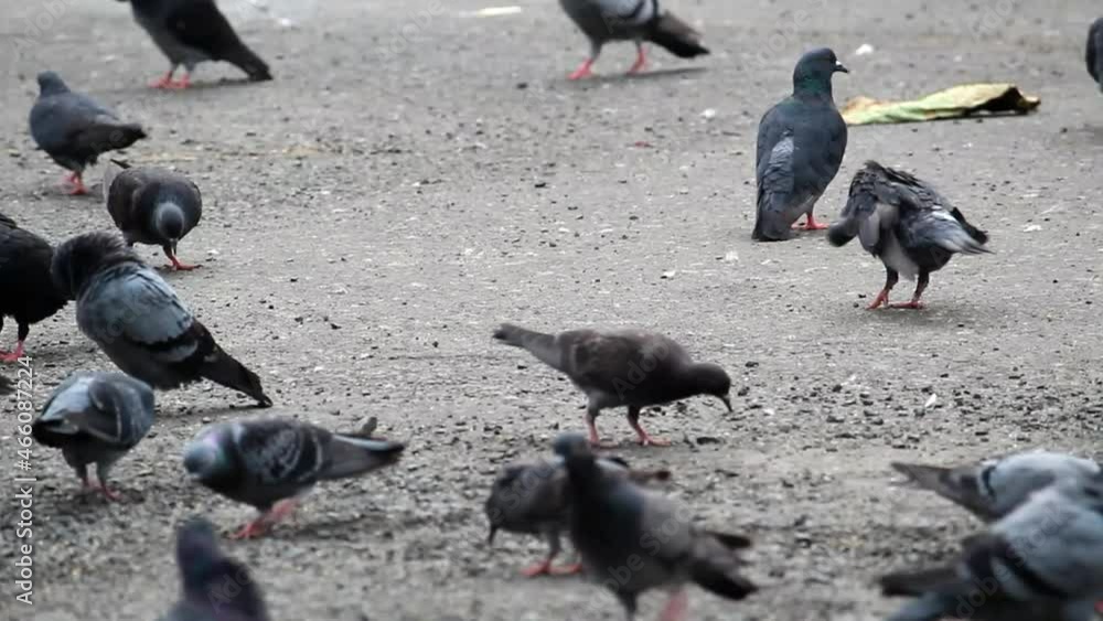 A flock of colorful pigeons standing closely together on the ground on a sunny day outside A flock of colorful pigeons standing closely together on the ground on a sunny day outside