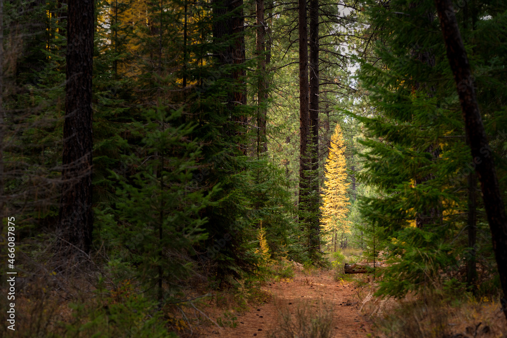 Obraz premium Fall Color Larch Trees in Oregon