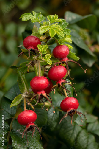 Closeup of ripe red hips of Rosa rugosa in autumn in the garden. 