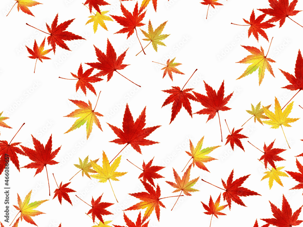 Autumn pattern with transparent background of yellow, orange and red maple leaves. Botanical illustration of a vector with a watercolor telture. Autumn pattern with transparent background of yellow, orange and red maple leaves. Botanical illustration of a vector with a watercolor telture.