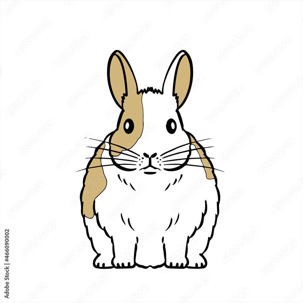 Mini Rabbit ミニウサギ Mini Rabbit ミニウサギ