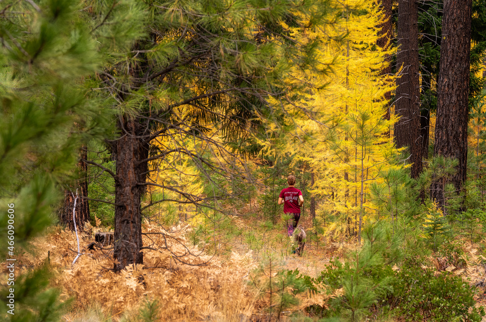 Obraz premium Fall Color Larch Trees in Oregon