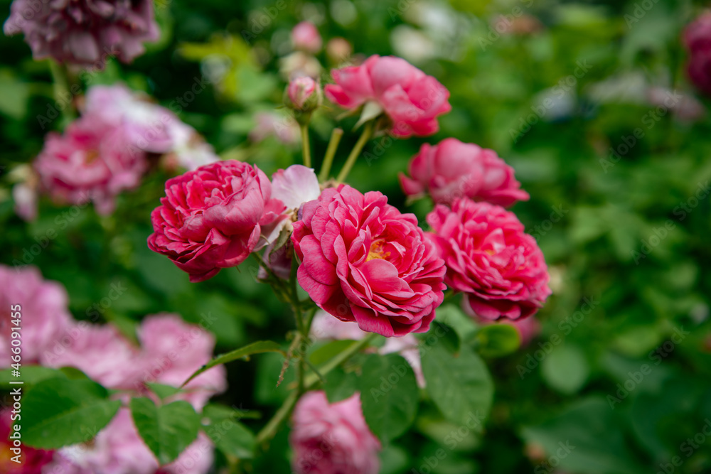 Lovely pink roses in a flower bed. Spring plants.