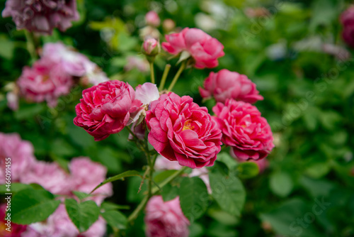 Lovely pink roses in a flower bed. Spring plants.