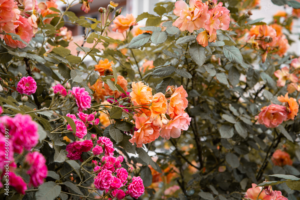 A flower bed with beautiful pink plants. Spring flowering. A flower bed with beautiful pink plants. Spring flowering.