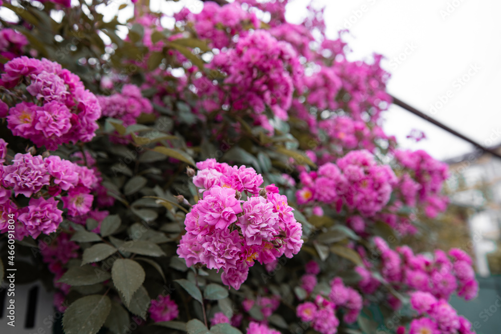 A flower bed with beautiful pink plants. Spring flowering. A flower bed with beautiful pink plants. Spring flowering.