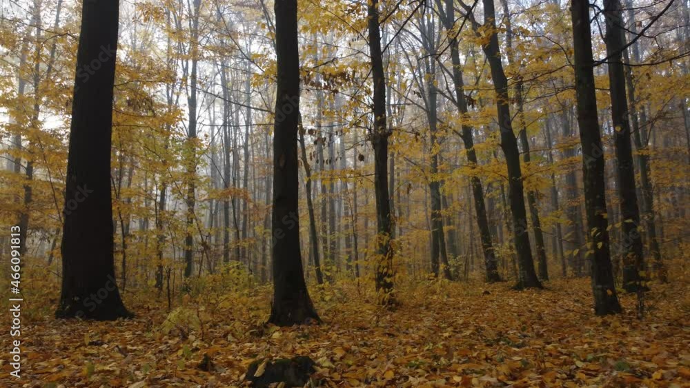 Fog in the autumn yellow forest. View around the nature and burnt leaves of trees Fog in the autumn yellow forest. View around the nature and burnt leaves of trees