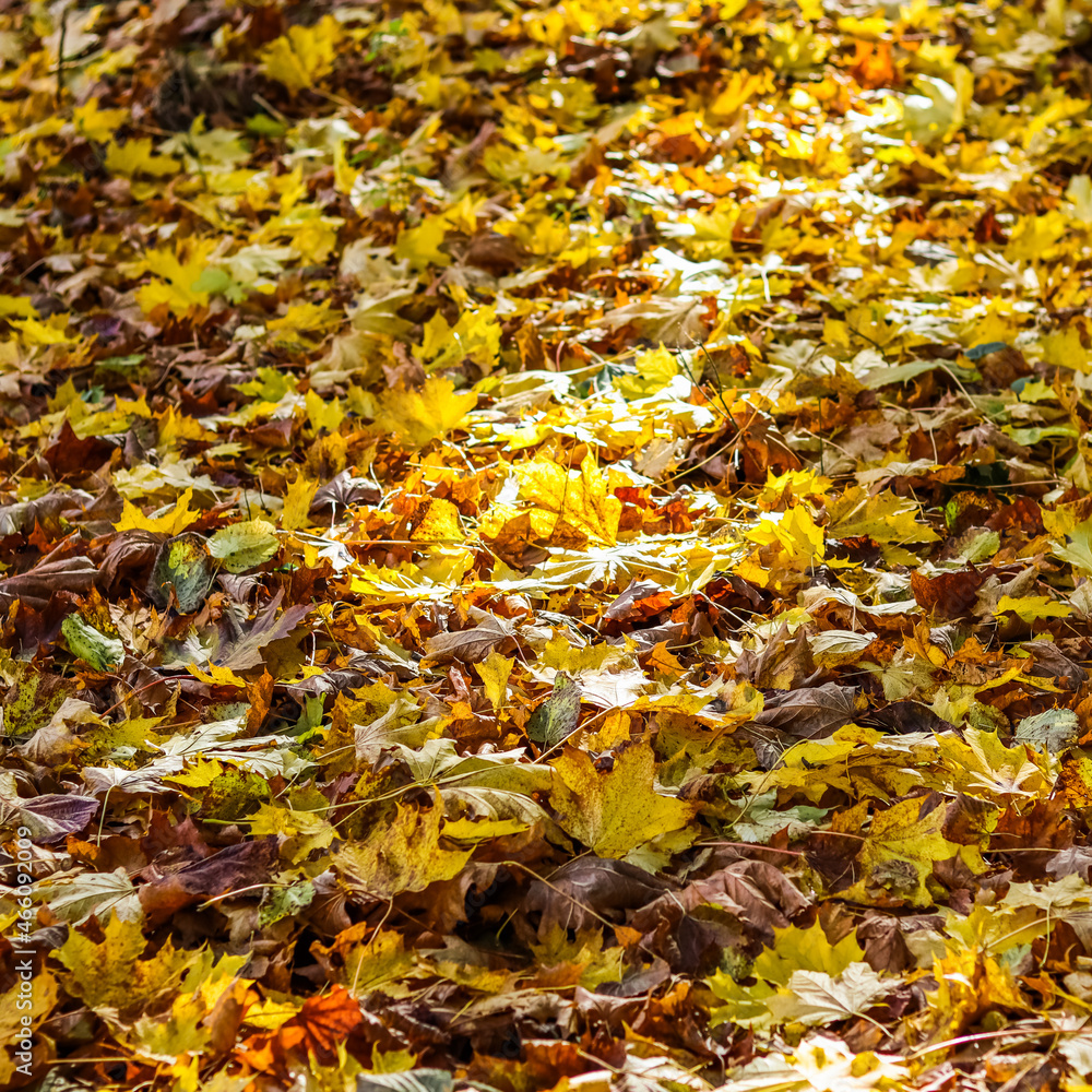 Fallen yellow leaves in the park in autumn. Nature background