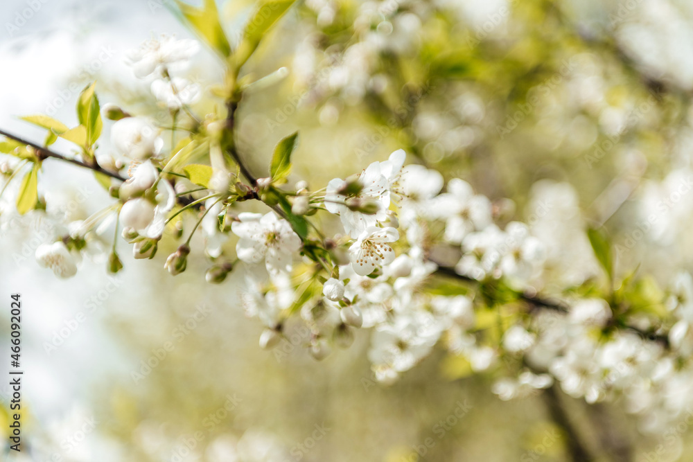 white cherry flowers. blooming cherry. Orchard