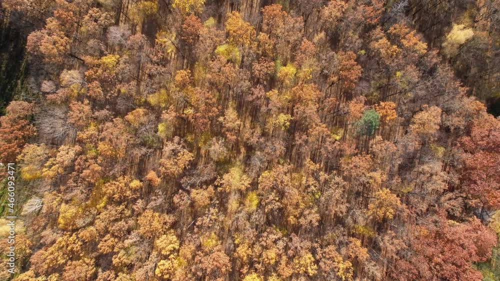 Aerial view of autumn forest landscape in sunny day. Natural background of coniferous and deciduous forest, top view, Ukraine, Europe. Travel and nature concept. Flight over autumn trees. Fall season Aerial view of autumn forest landscape in sunny day. Natural background of coniferous and deciduous forest, top view, Ukraine, Europe. Travel and nature concept. Flight over autumn trees. Fall season