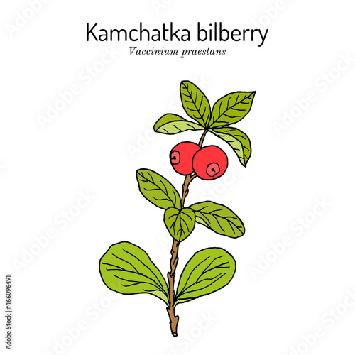 Kamchatka bilberry Vaccinium praestans , edible and medicinal plant