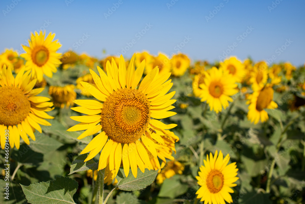 Fototapeta premium Beautiful landscape of a field of sunflowers. Agricultural plants close up.