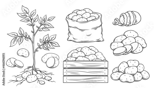Potato outline icons set. Engraved drawn monochrome whole roots potatoes, vegetables in sack and in box. Vector illustration of harvest vegetables.