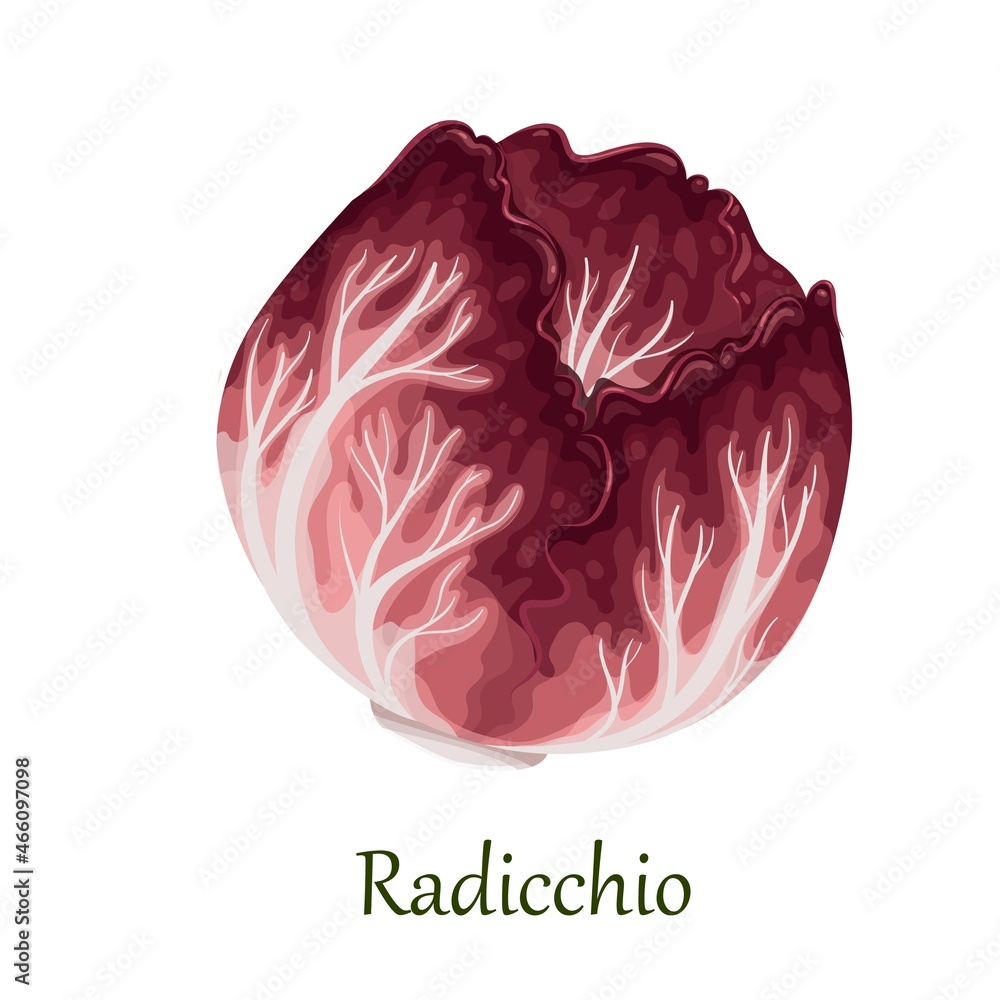 Fototapeta premium Red radicchio salad, Italian chicory vector illustration.