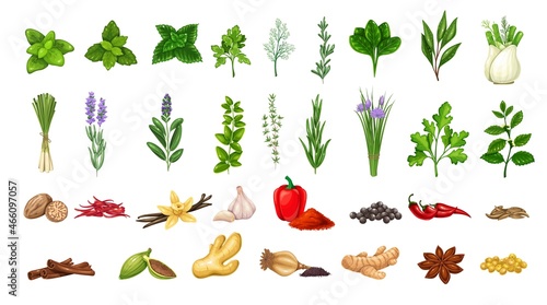 Culinary herbs and spices. Seasoning food. Star anise, cumin, mint, cardamom, pepper and ets.