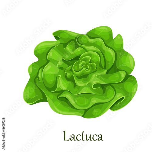 Green trocadero lettuce salad, lactuca sativa vector illustration.