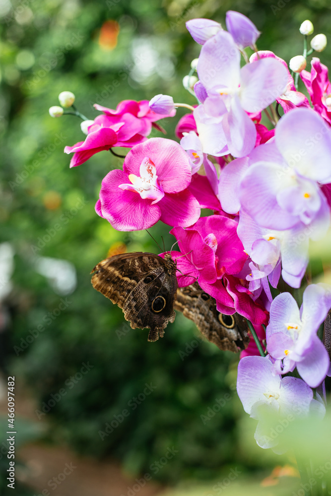 Butterfly in butterfly house in Vienna. Schmetterlinghaus in Vienna