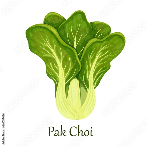 Pak choi cabbage or chinese cabbage vector illustration.