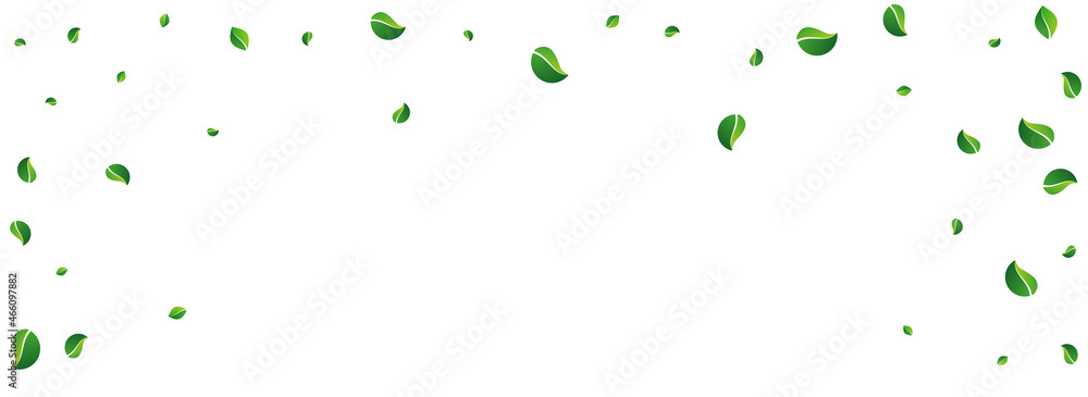 Lime Leaf Tea Vector Panoramic White Background. Lime Leaf Tea Vector Panoramic White Background.