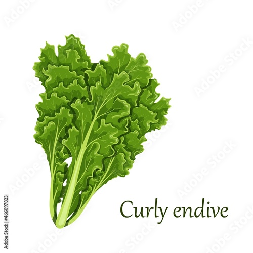 Curly Endive chicory salad, leaf vegetable vector illustration.