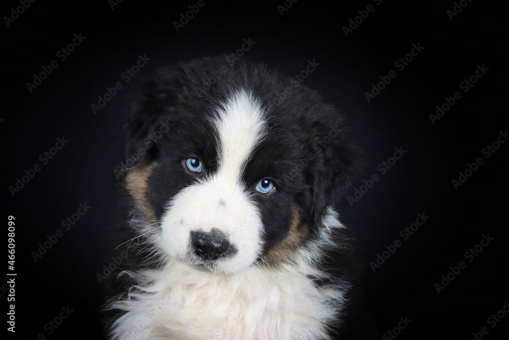 portrait of puppy australian Shepherd with blue eyes in black background