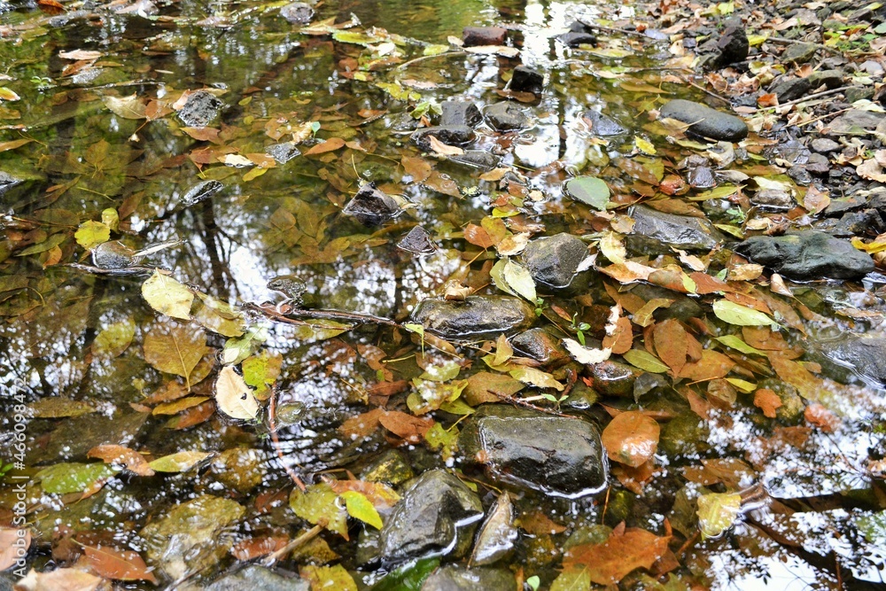 autumn leaves on the water autumn leaves on the water