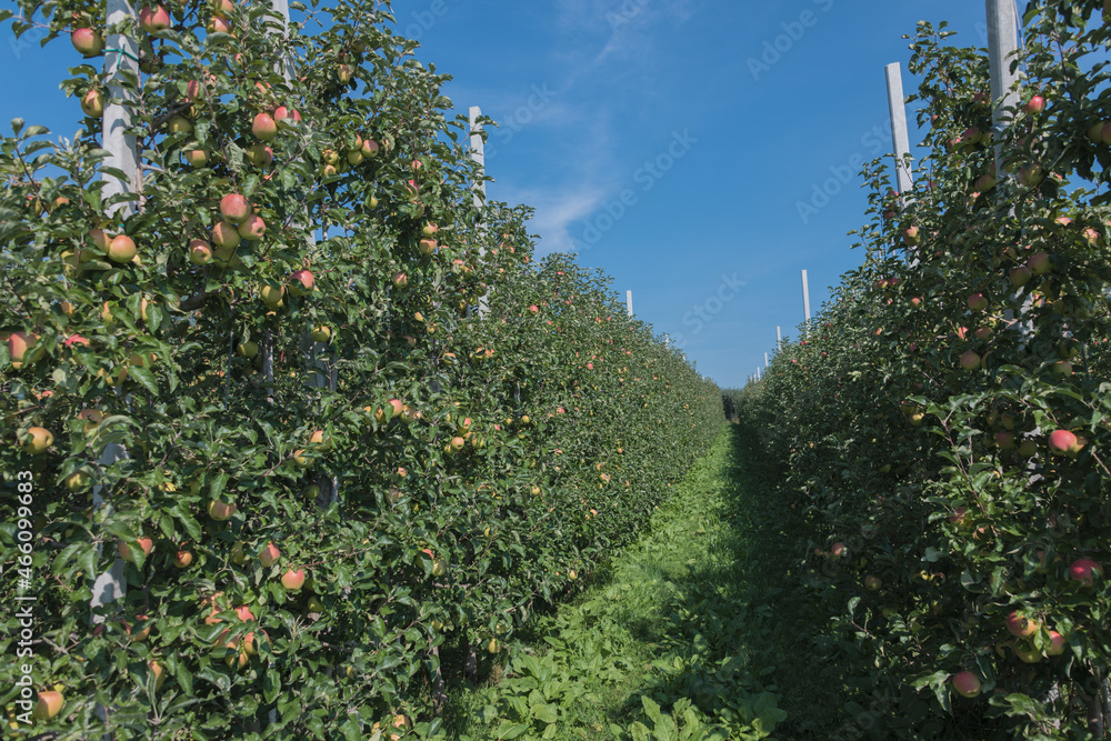 Ripe apples in apple orchard in South Tyrol