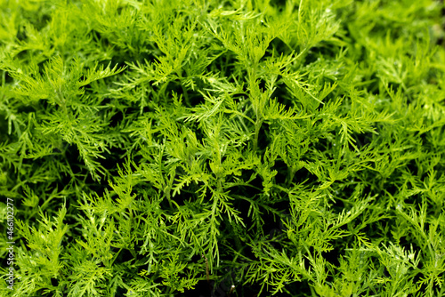 Close up of Artemisia Abrotanum herb photo