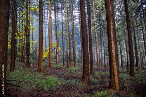 Forêt Alsace - France © Manu Reyboz