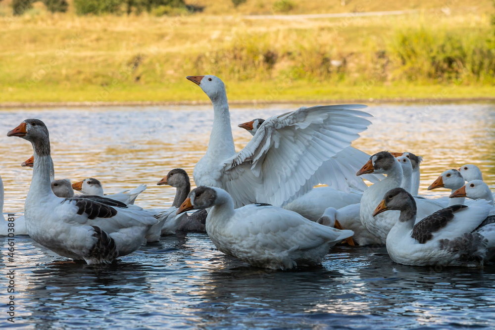 Fototapeta premium Domestic geese swim in the water. A flock of white beautiful geese in the river