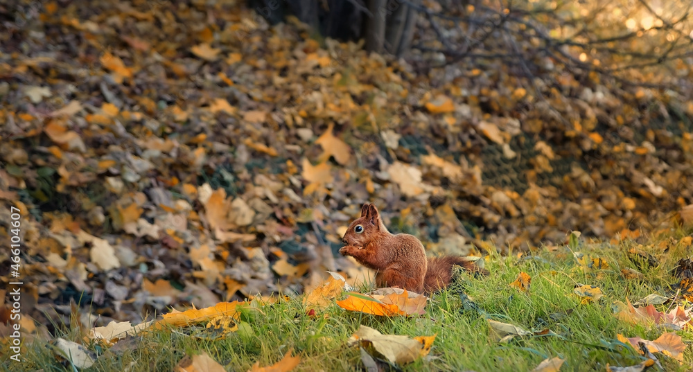 Fototapeta premium cute red squirrel in autumn park, natural background. Eurasian red squirrel (Sciurus vulgaris). save wild nature concept