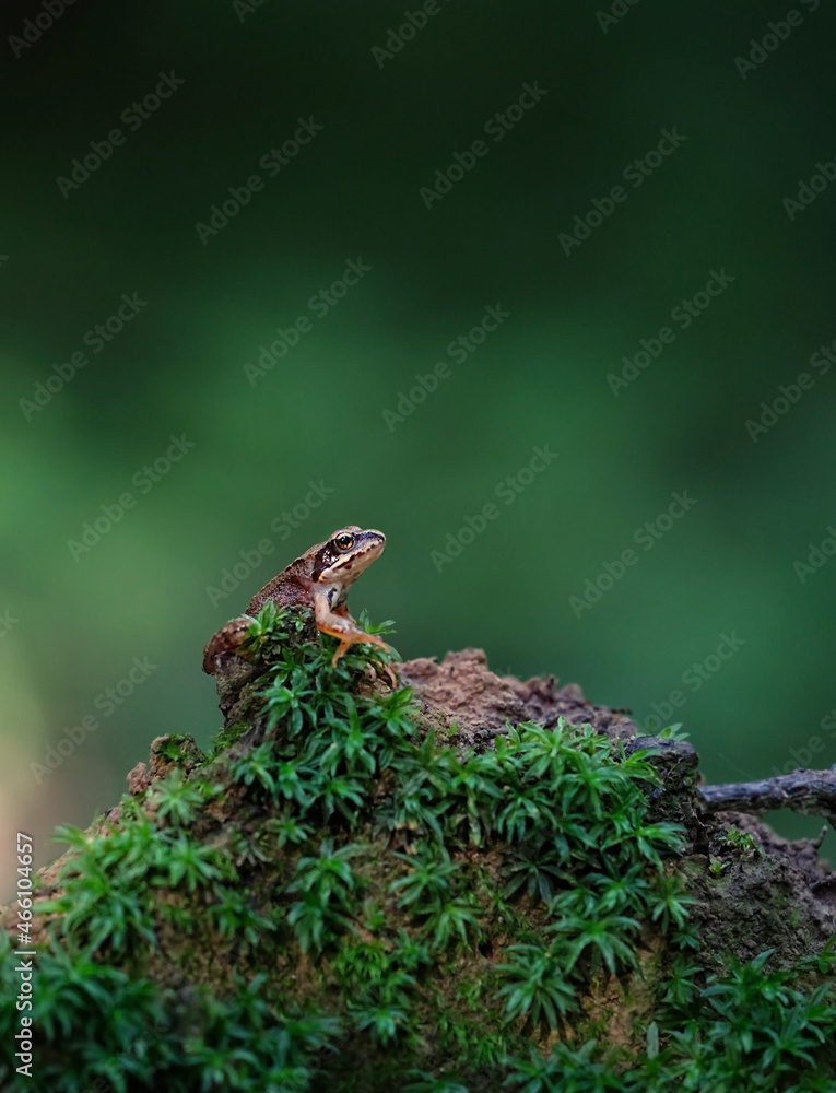 one cute little frog on green moss, abstract natural background. Beautiful wildlife scene. save wild nature concept. close up. selective focus one cute little frog on green moss, abstract natural background. Beautiful wildlife scene. save wild nature concept. close up. selective focus
