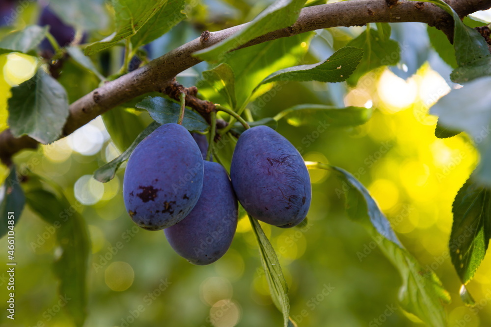 Plum tree with juicy fruits on sunset light