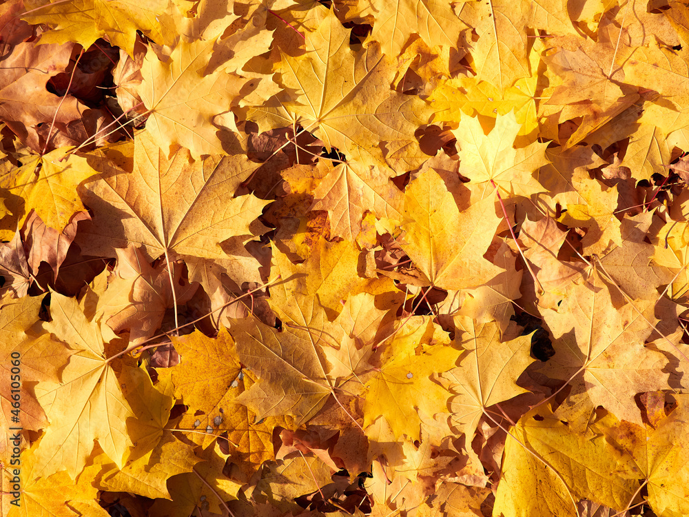Background and texture of yellow autumn maple leaves